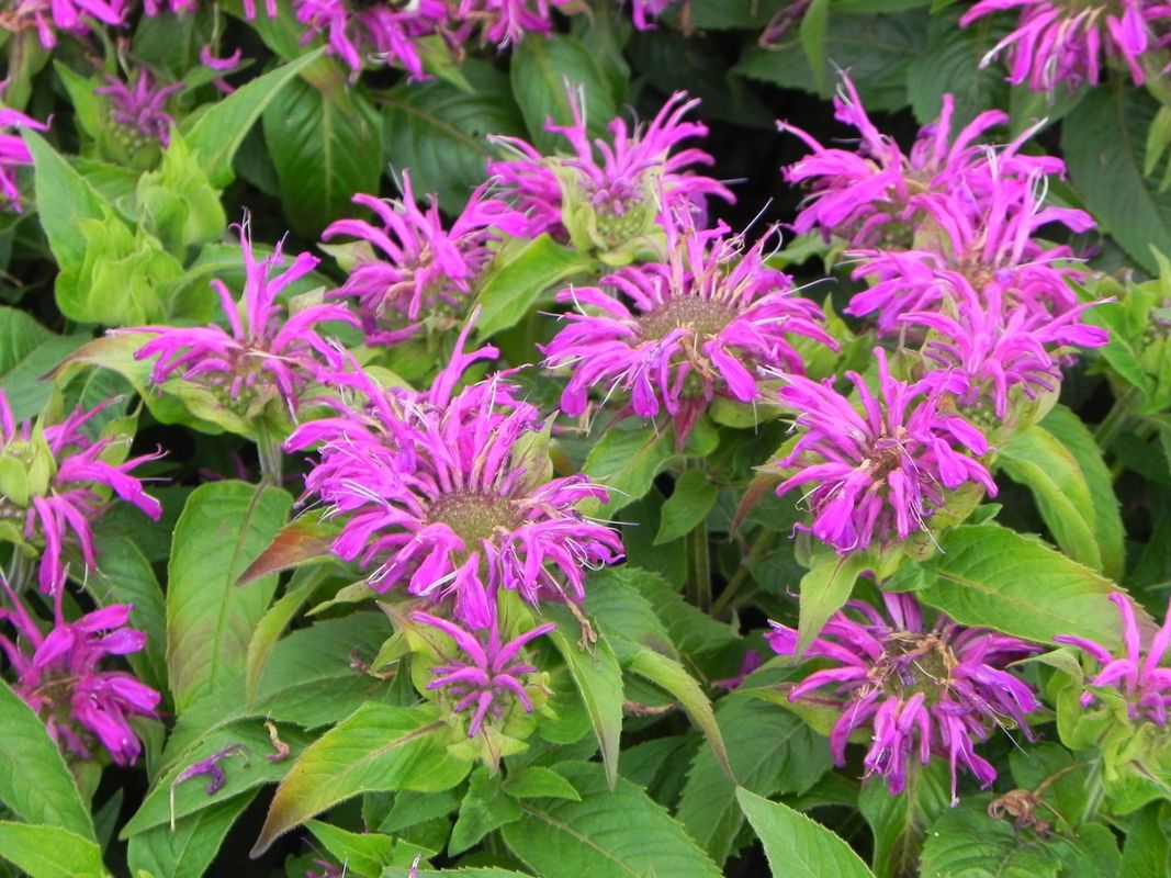 Monarda didyma ‘Balmy Lilac’