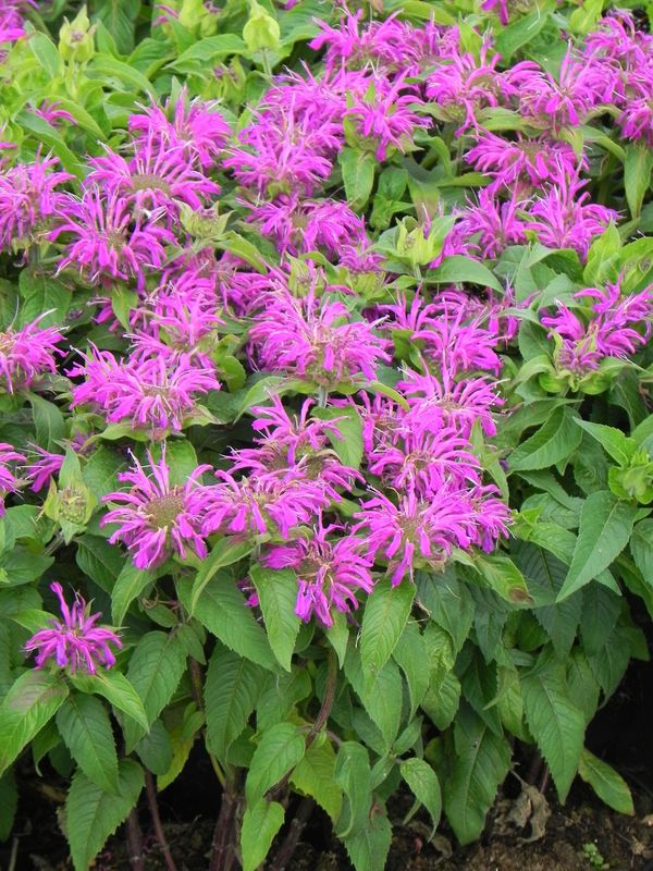 Monarda didyma ‘Balmy Lilac’