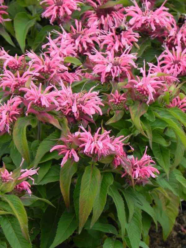 Monarda didyma ‘Balmy Pink’