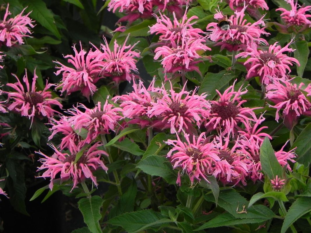Monarda didyma ‘Balmy Pink’