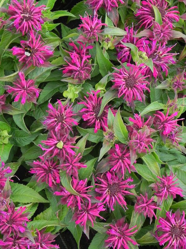Monarda didyma ‘Balmy Purple’