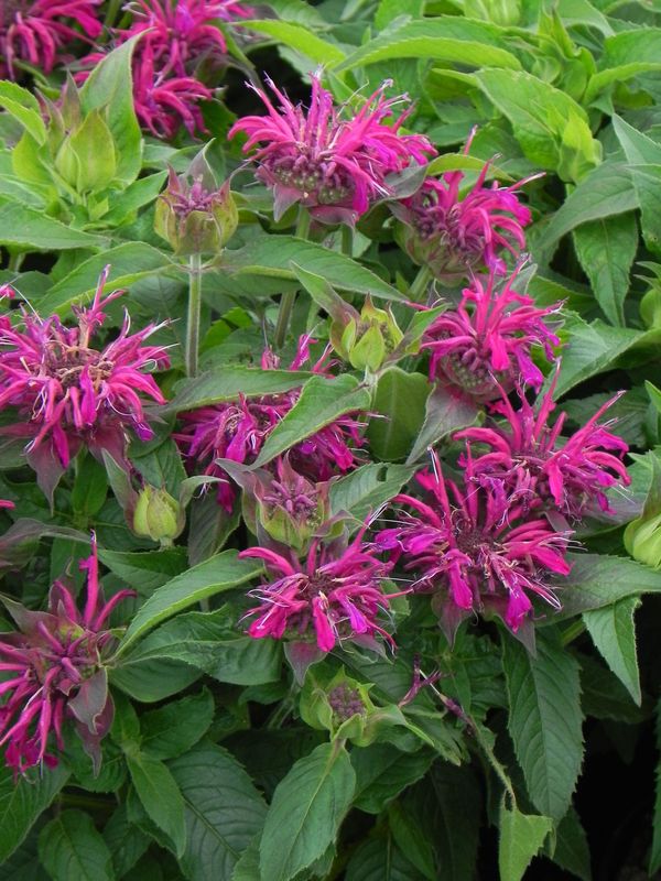 Monarda didyma ‘Balmy Purple’