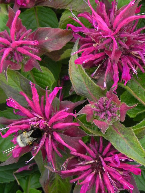 Monarda didyma ‘Balmy Purple’