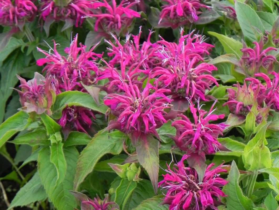 Monarda didyma ‘Balmy Purple’
