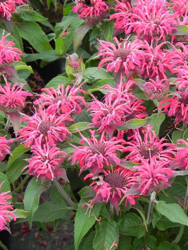 Monarda didyma ‘Balmy Rose’