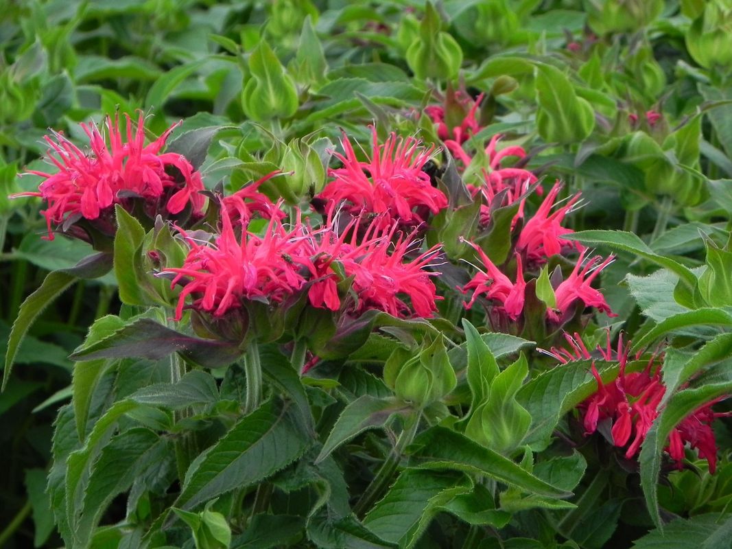 Monarda didyma ‘Balmy Rose’