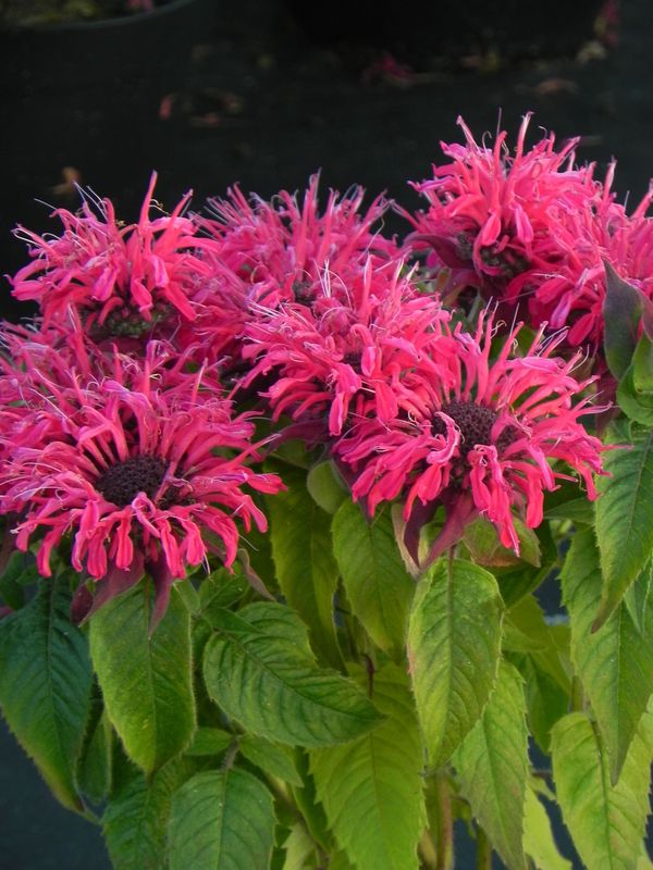 Monarda didyma ‘Balmy Rose’