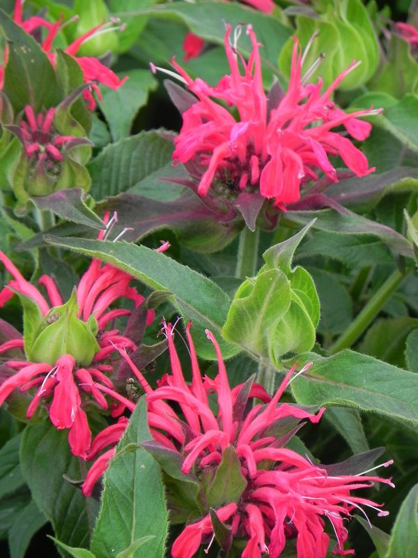 Monarda didyma ‘Balmy Rose’