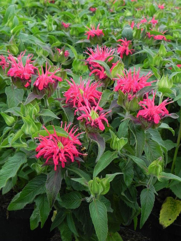 Monarda didyma ‘Balmy Rose’