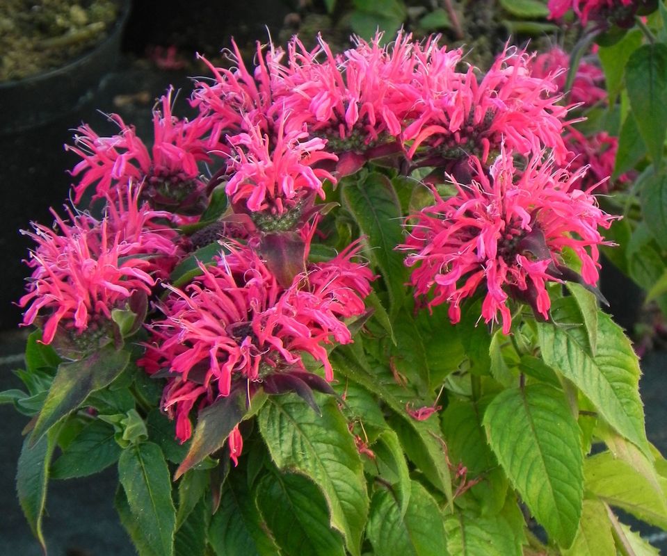 Monarda didyma ‘Balmy Rose’