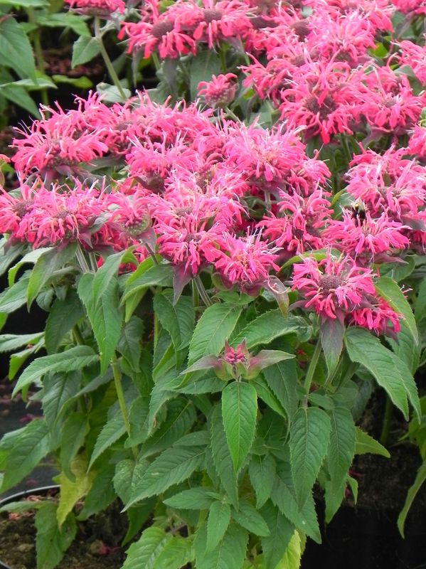 Monarda didyma ‘Balmy Rose’