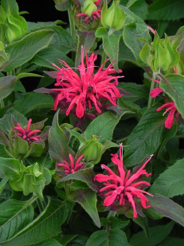 Monarda didyma ‘Balmy Rose’