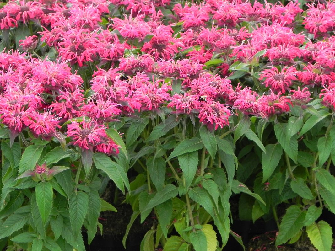 Monarda didyma ‘Balmy Rose’