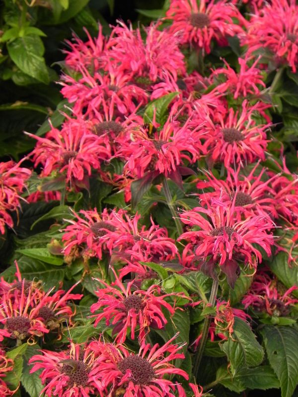 Monarda didyma ‘Balmy Rose’