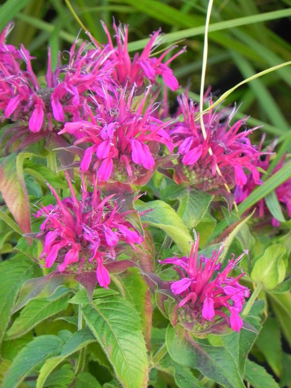 Monarda didyma ‘Balmy Purple Red’