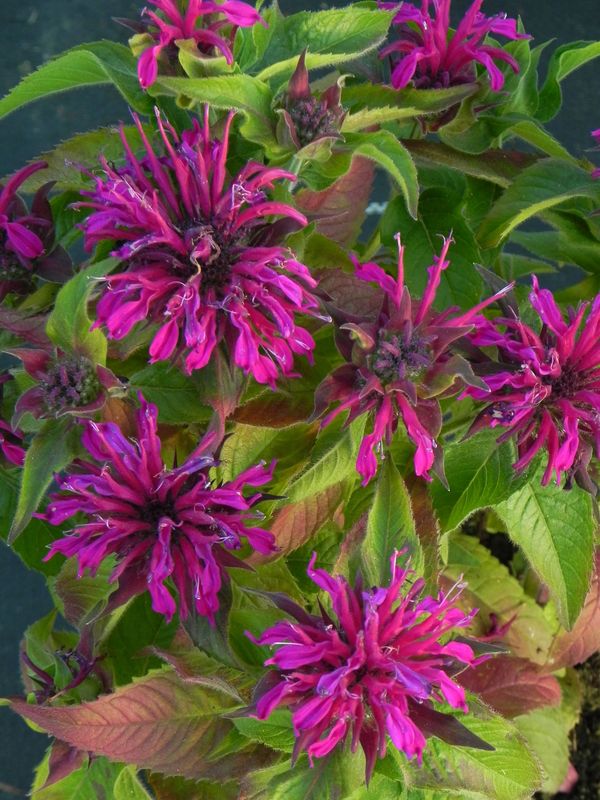 Monarda didyma ‘Balmy Purple Red’