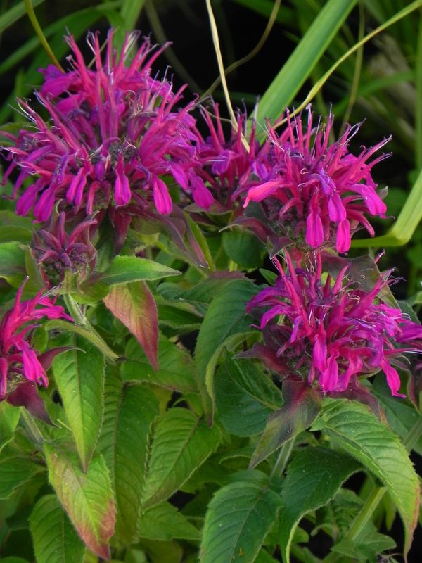 Monarda didyma ‘Balmy Purple Red’