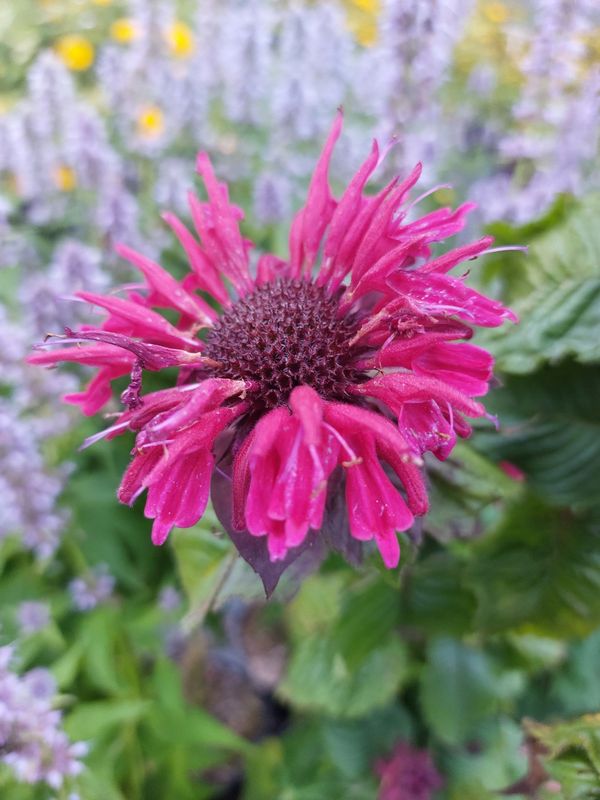 Monarda didyma ‘Fireball®’