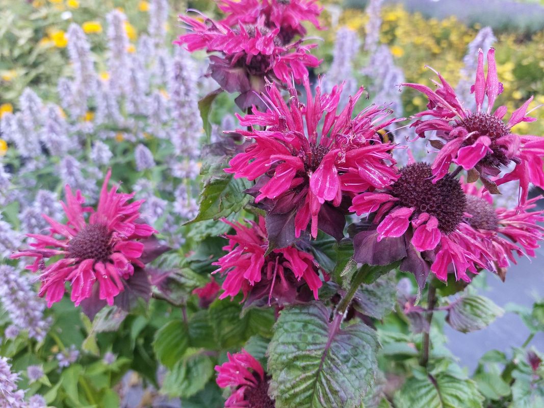 Monarda didyma ‘Fireball®’