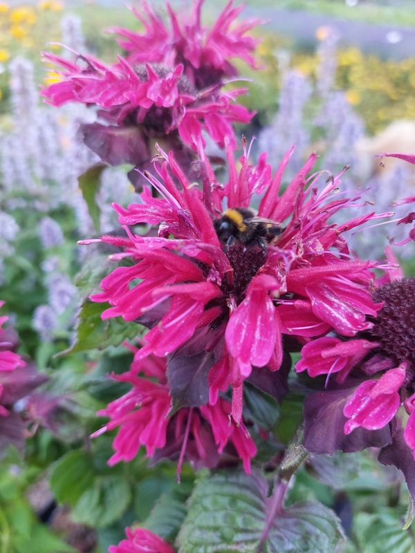 Monarda didyma ‘Fireball®’