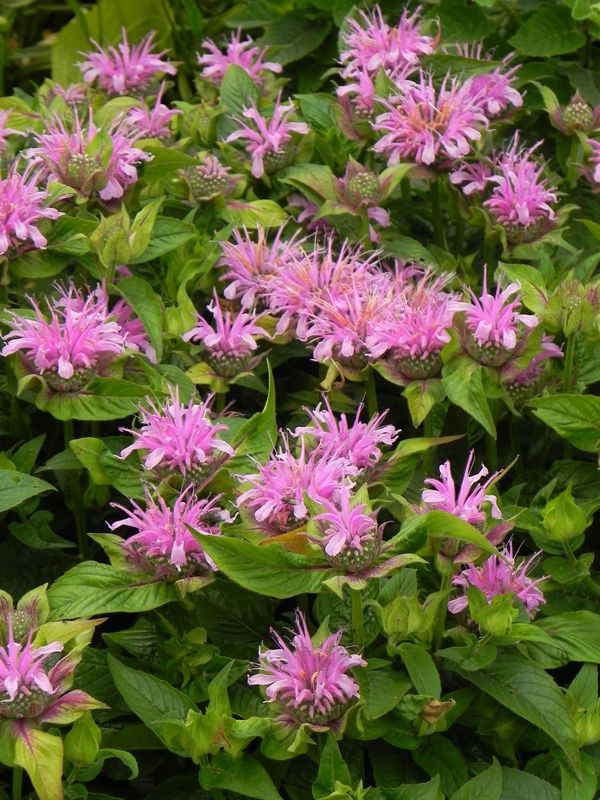 Monarda didyma ‘Bee-Mine™ Lavender’