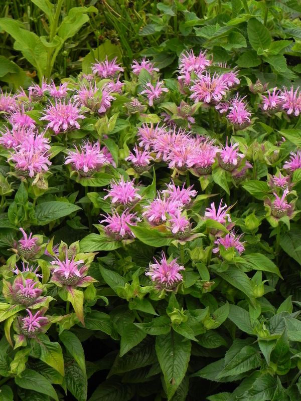 Monarda didyma ‘Bee-Mine™ Lavender’