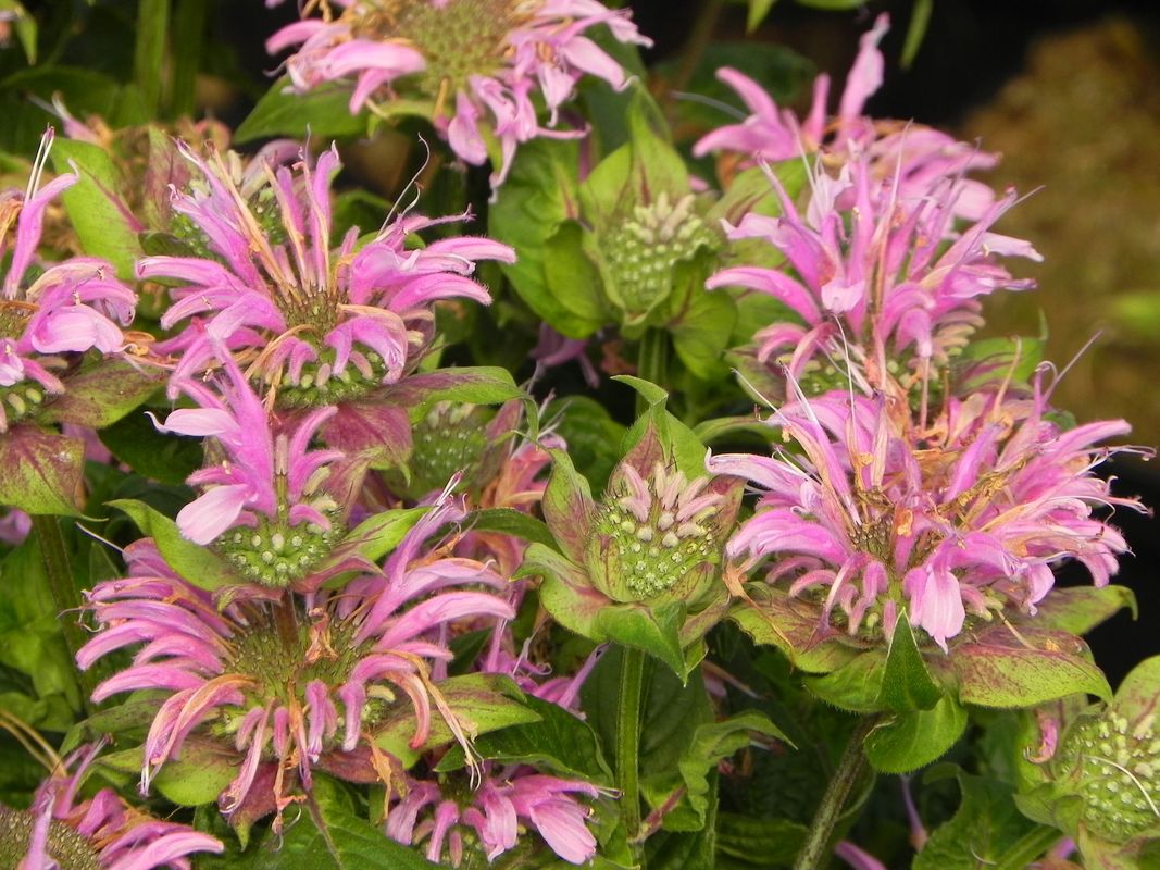 Monarda didyma ‘Bee-Mine™ Lavender’