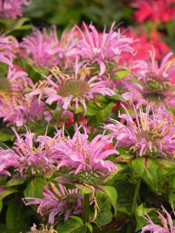 Monarda didyma ‘Bee-Mine™ Lavender’