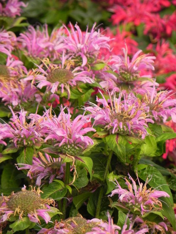 Monarda didyma ‘Bee-Mine™ Lavender’