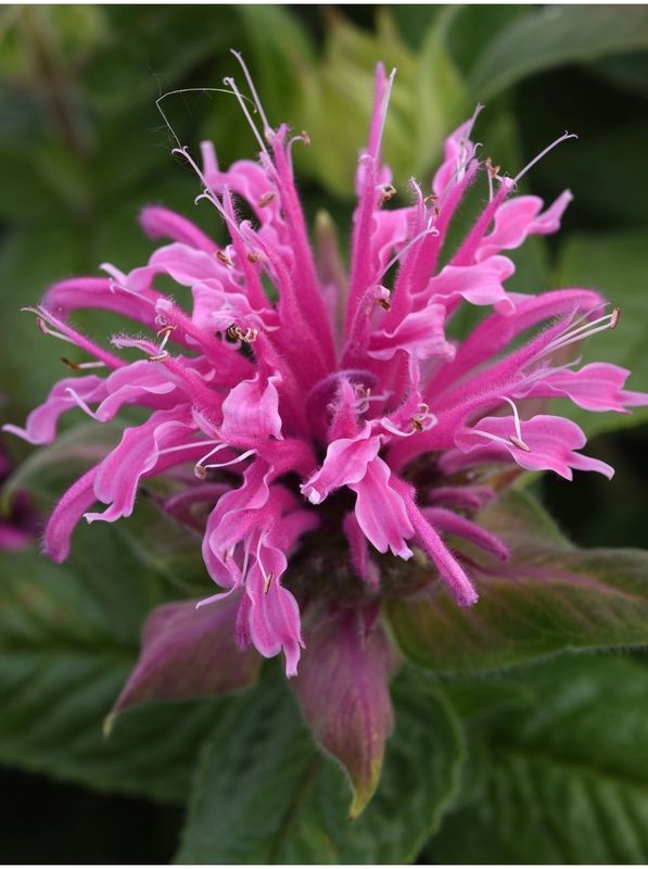 Monarda didyma ‘Bee-Mine™ Pink’