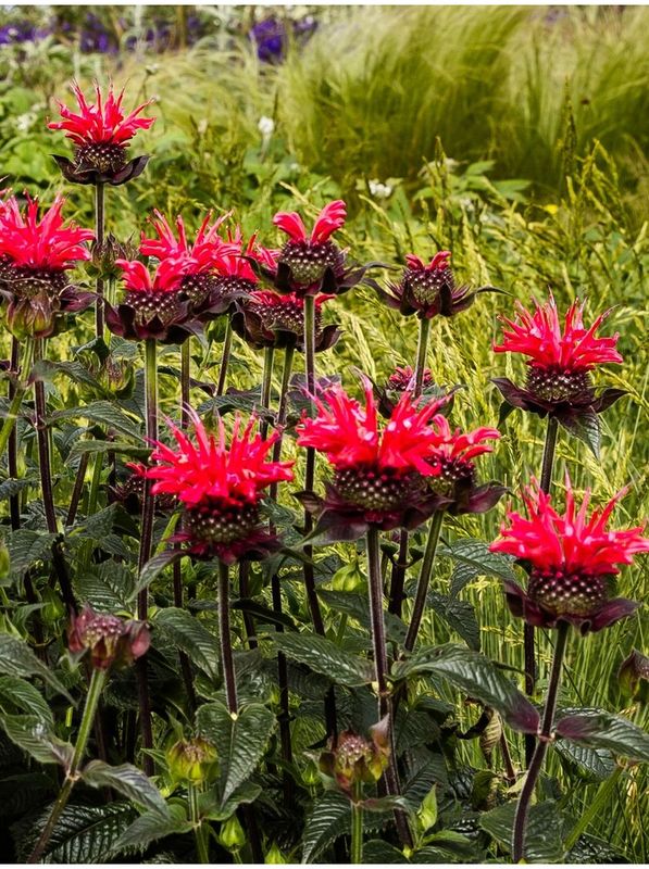Monarda didyma ‘Superwings Red’