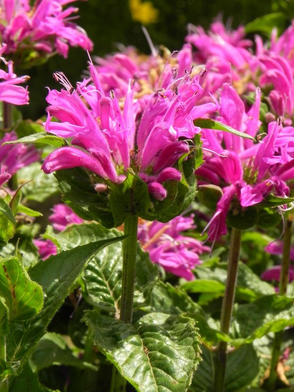Monarda hybrida ‘Petit Pink Delight’