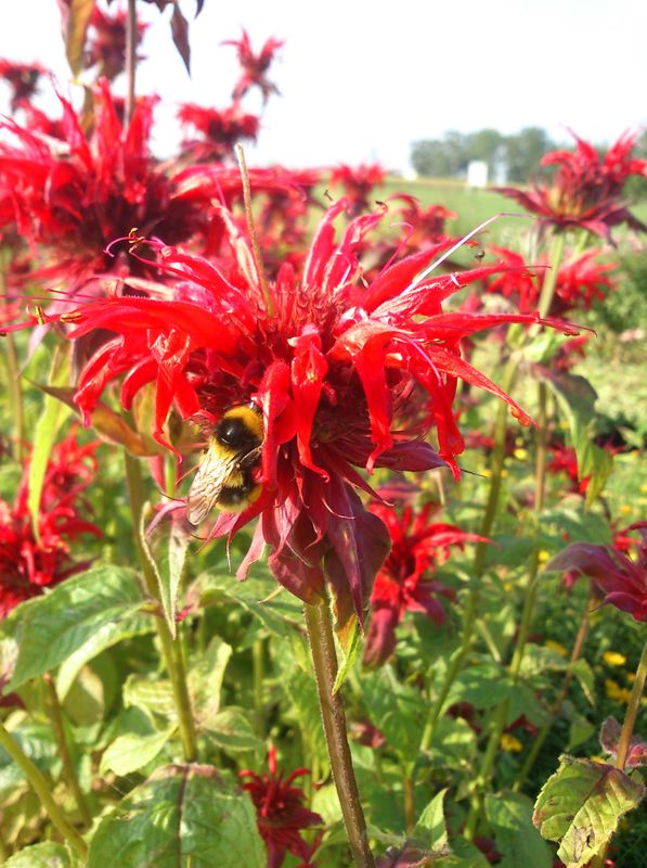 Monarda hybrida ‘Cambridge Scarlet’