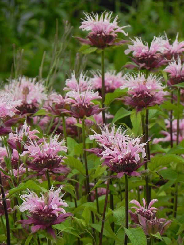 Monarda hybrida ‘Beauty of Cobham’