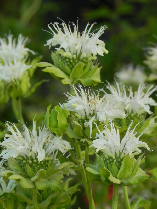 Monarda hybrida ‘Schneewittchen’
