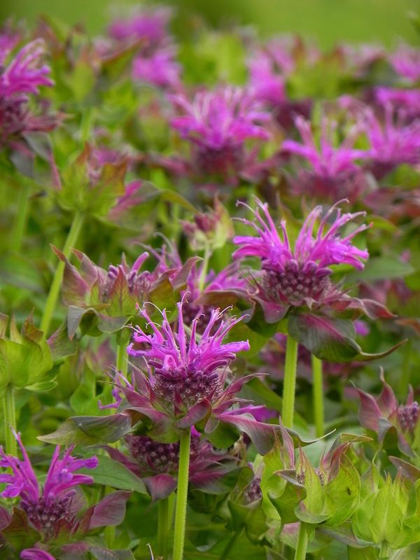 Monarda hybrida ‘Scorpion’