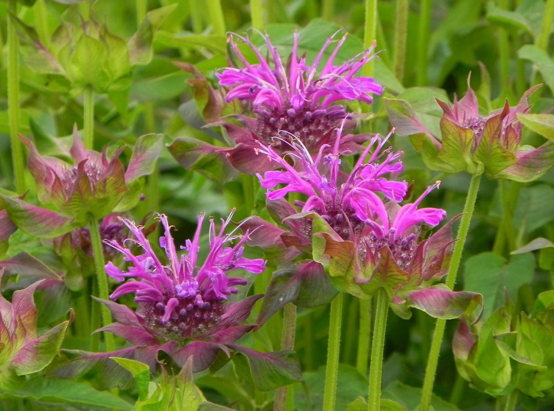 Monarda hybrida ‘Scorpion’