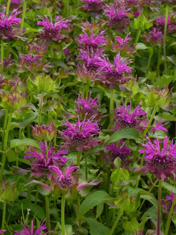 Monarda hybrida ‘Scorpion’