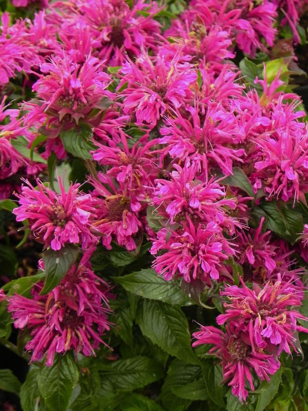 Monarda hybrida ‘Grape Gumball’