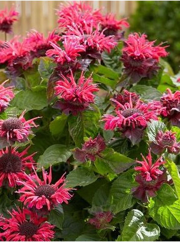 Monarda hybrida ‘Bee-Happy’