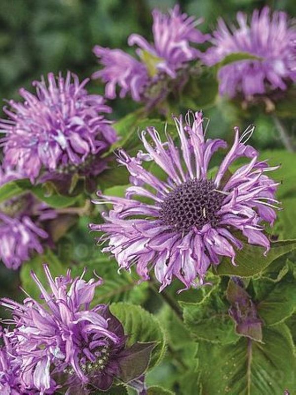 Monarda hybrida ‘Bee-Pretty’
