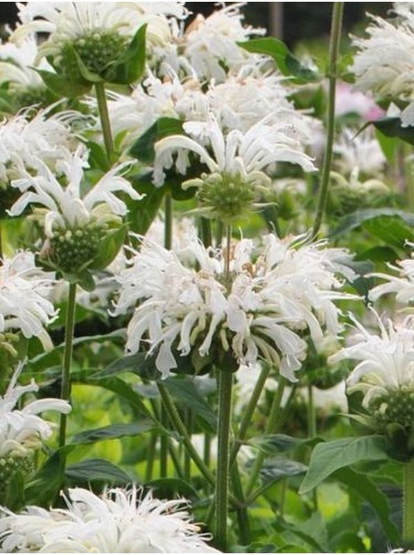 Monarda hybrida ‘Bee-Bright’