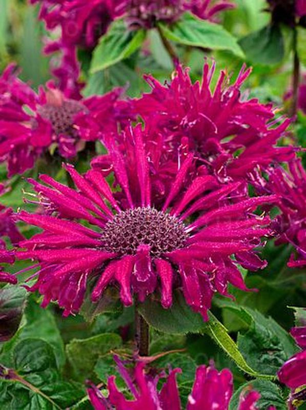 Monarda hybrida ‘Bee-True’