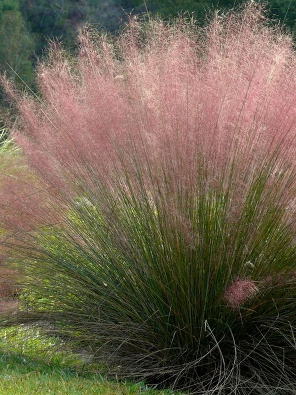 Muhlenbergia capillaris