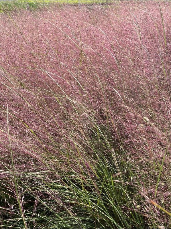 Muhlenbergia reverchonii ‘Undaunted®’