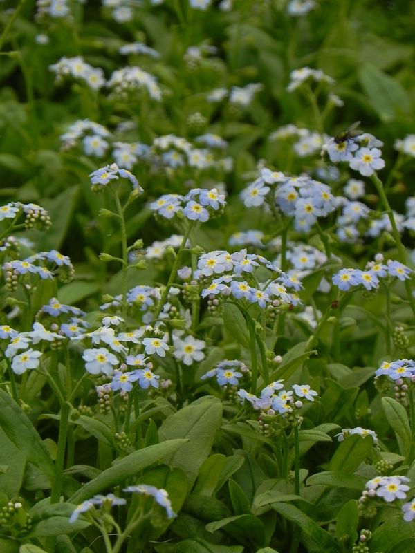 Myosotis palustris