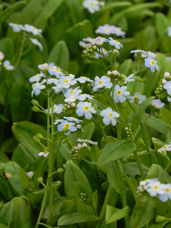 Myosotis palustris