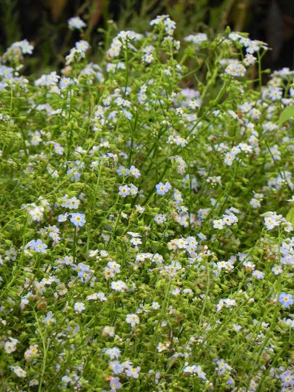 Myosotis palustris