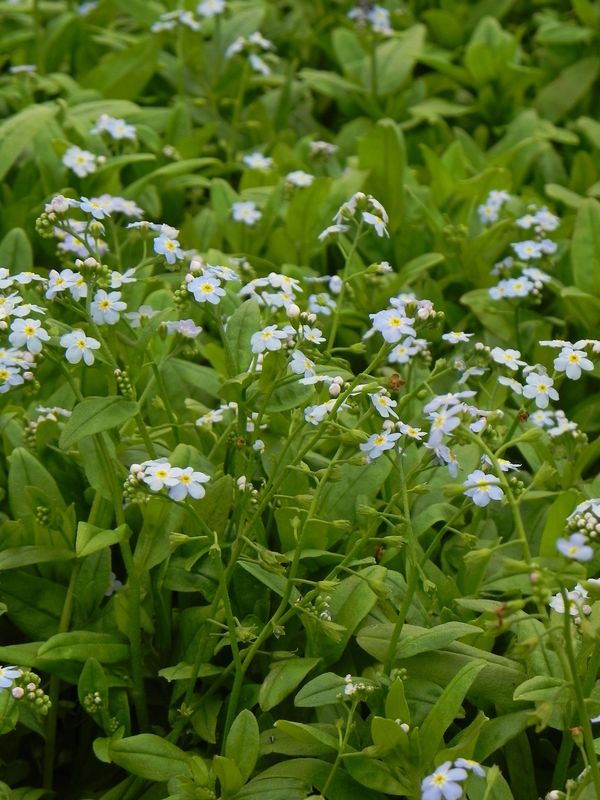 Myosotis palustris
