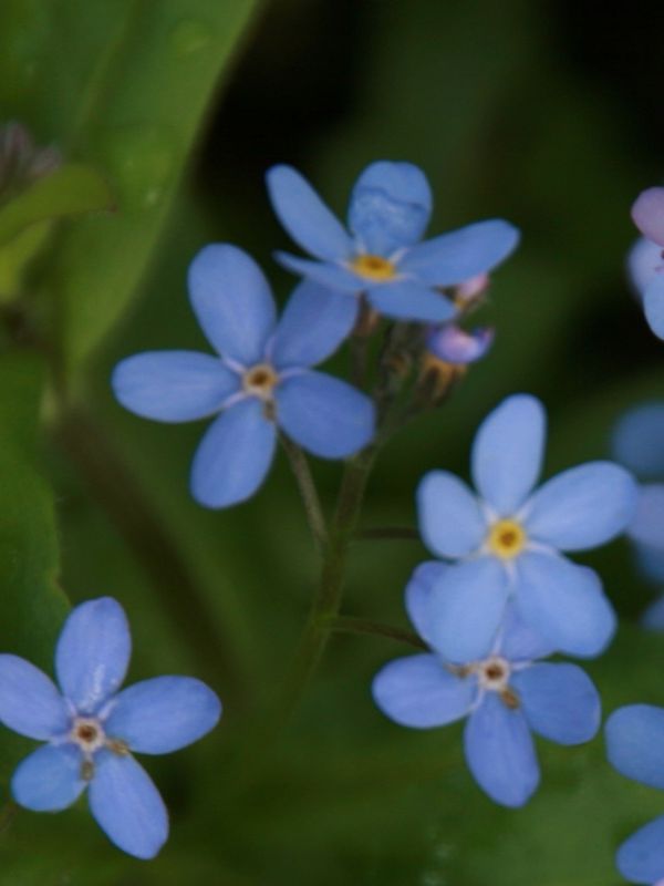 Myosotis sylvatica alpestris ‘Indigo’